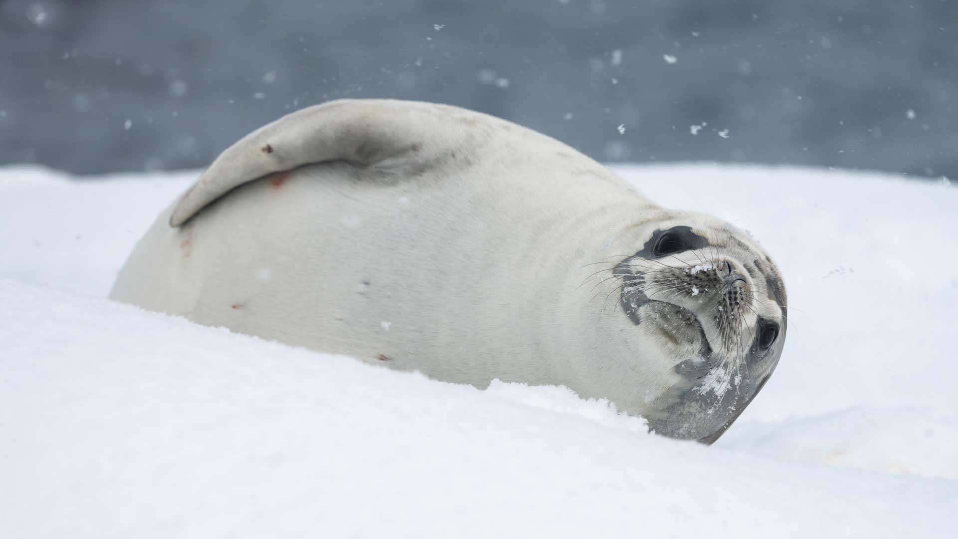Seal Ushuaia Antarctica HX Hurtigruten 5479 Kim Rormark 20250127