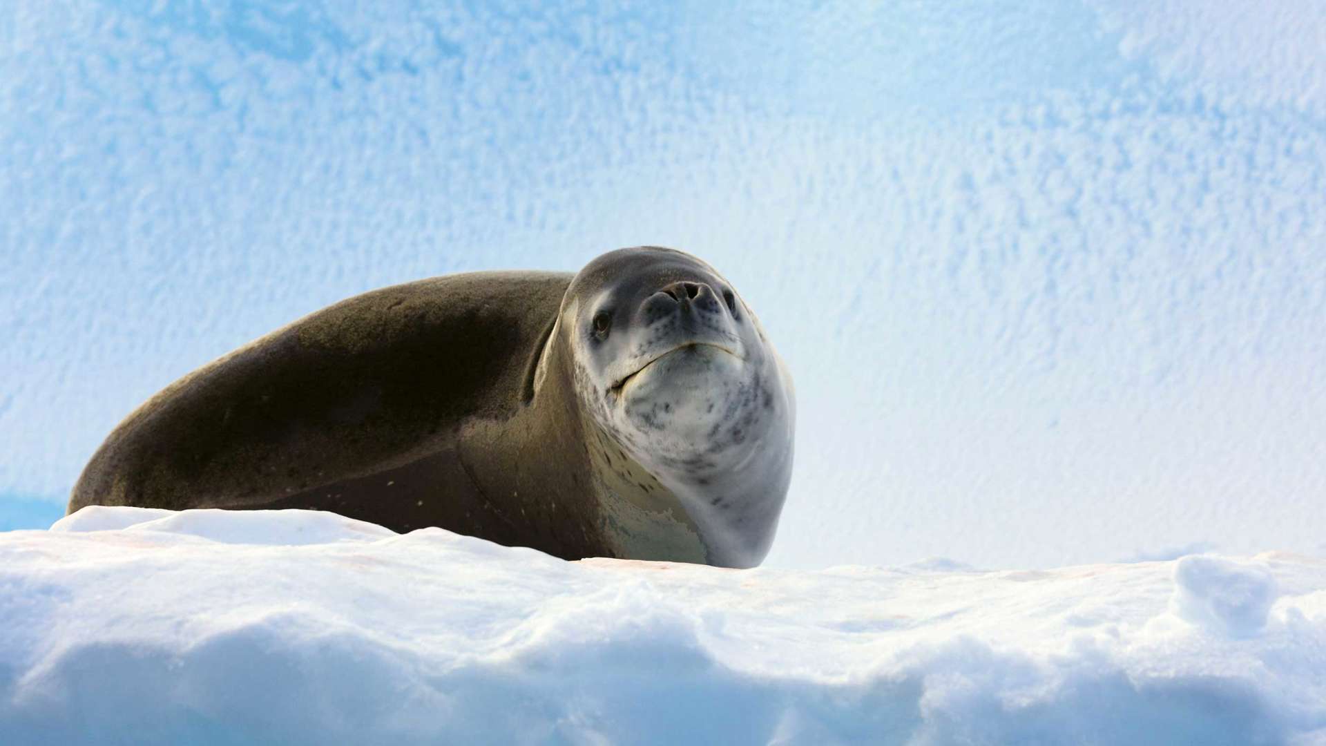 Leopard Seal On Ice Floe, Antarctica