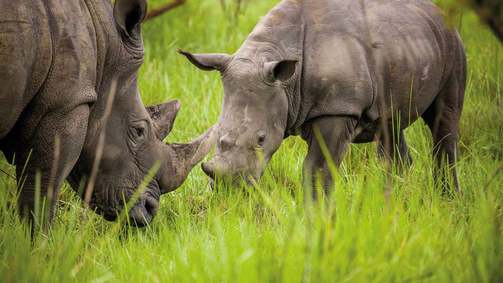 Rhino, Ziwa sanctuary, uganda
