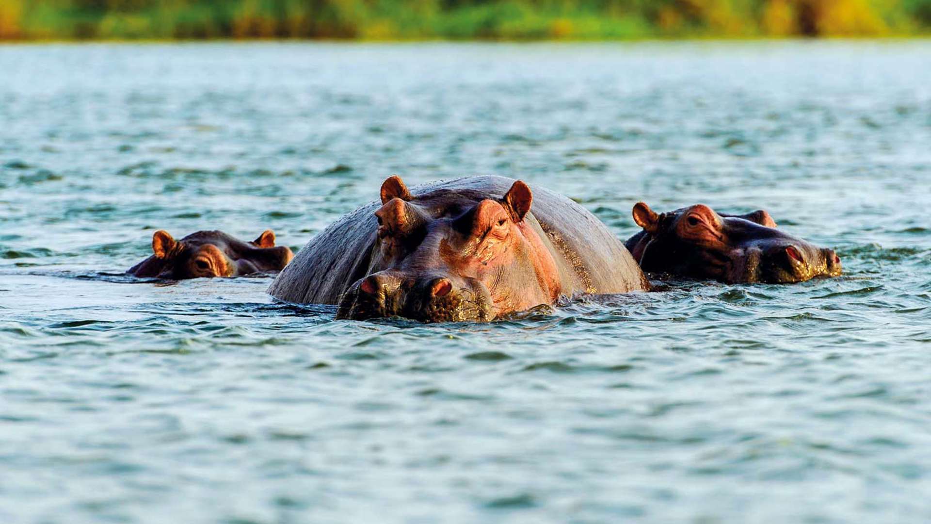 Hippo on river zambezi, zambia, africa