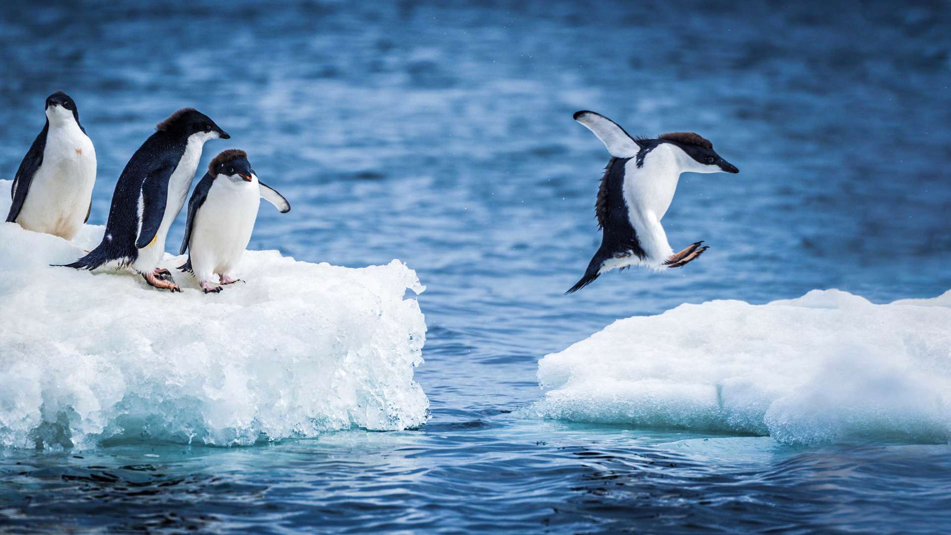 Iceberg Adelie Penguins Playing, Antarctica