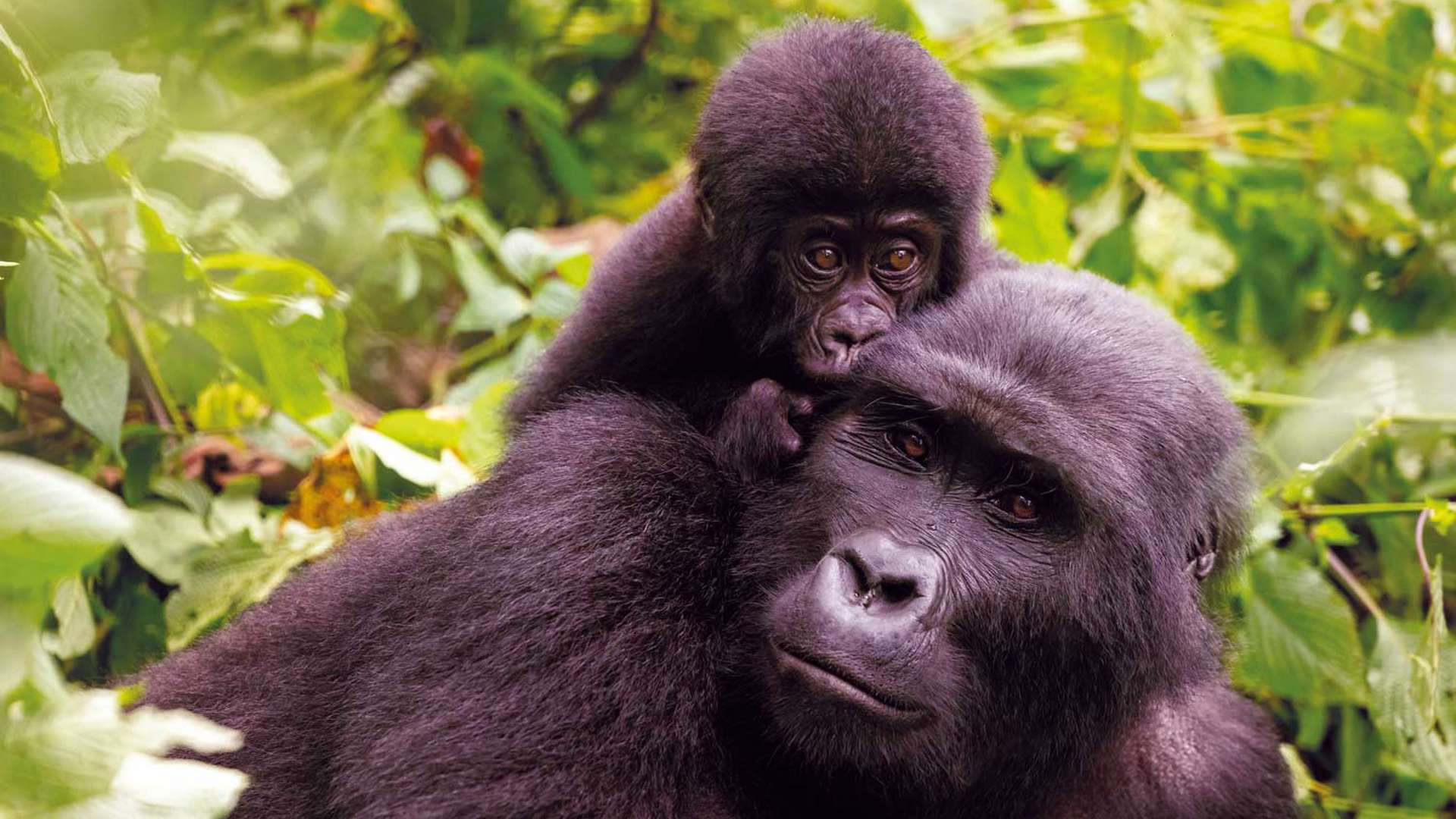 Gorilla, Bwindi, Impenetrable forest, uganda