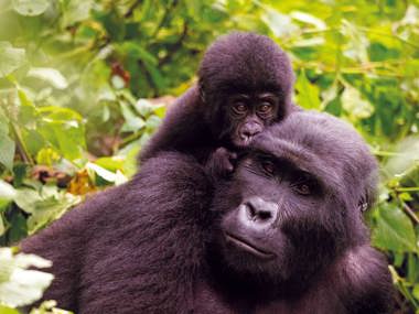 Uganda Jungle Safari: Gorilla Trekking & Wildlife