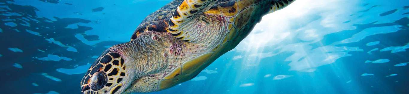 Hawks Bill Sea Turtle, Seychelles