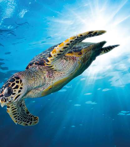 Hawks Bill Sea Turtle, Seychelles