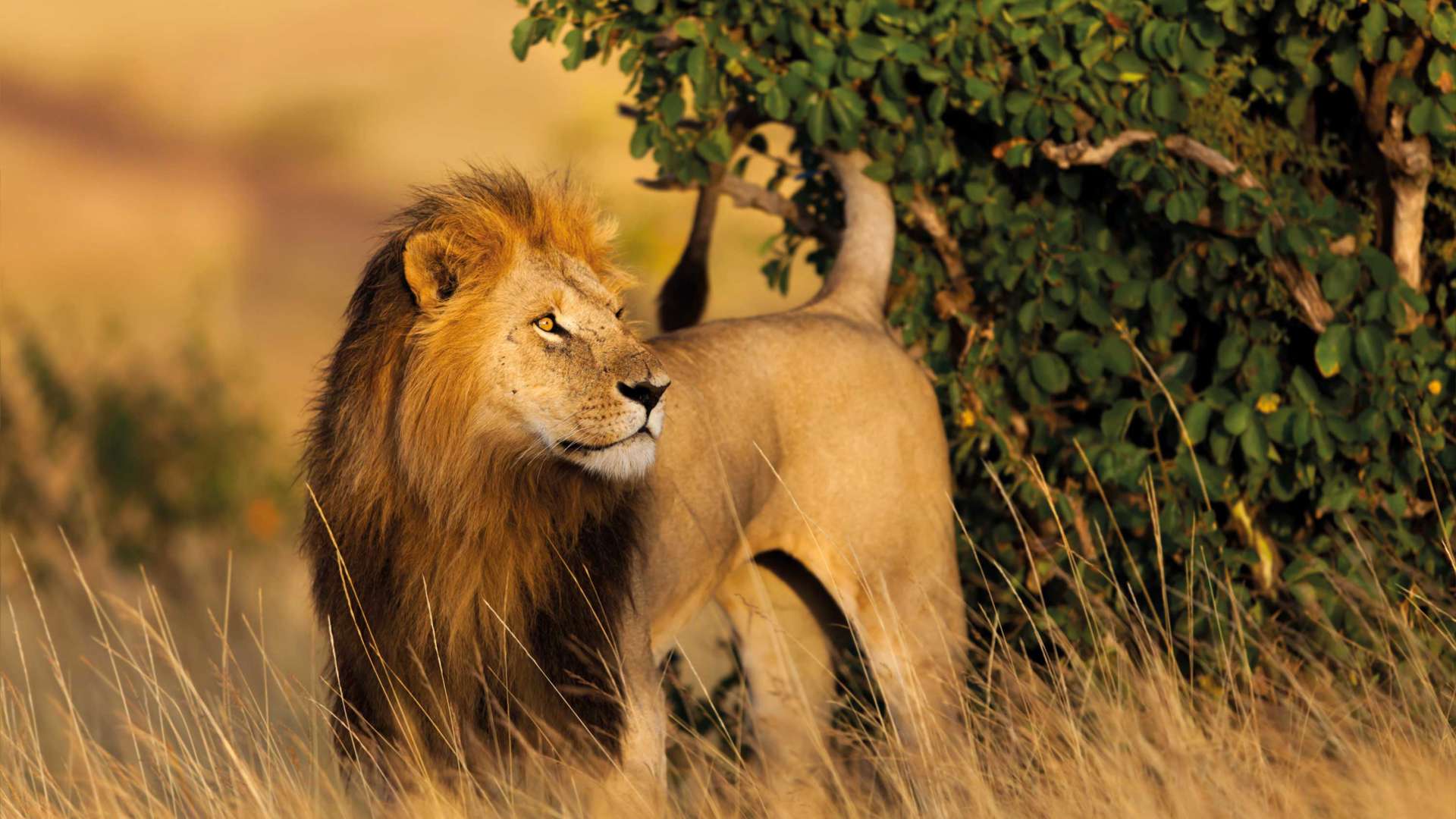Lion Marsh Pride, Masai Mara, Kenya