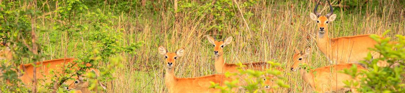 Mole National Park, Ghana