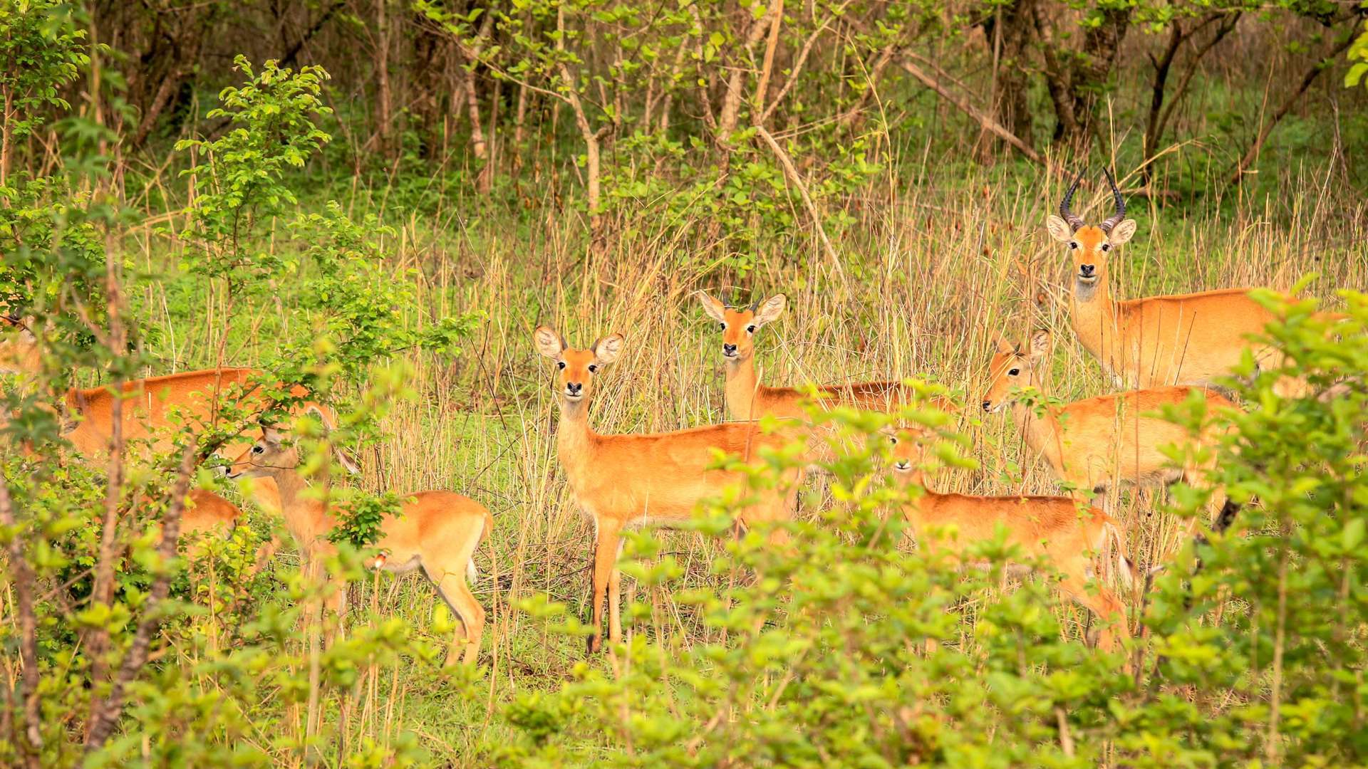 Mole National Park, Ghana