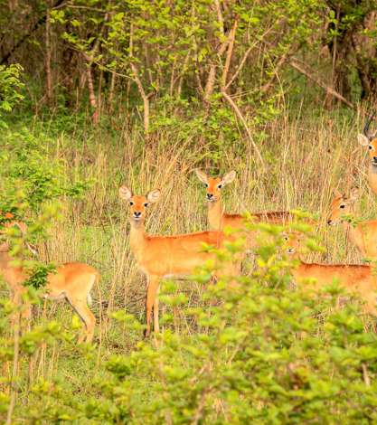 Mole National Park, Ghana