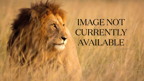 Image not currently available