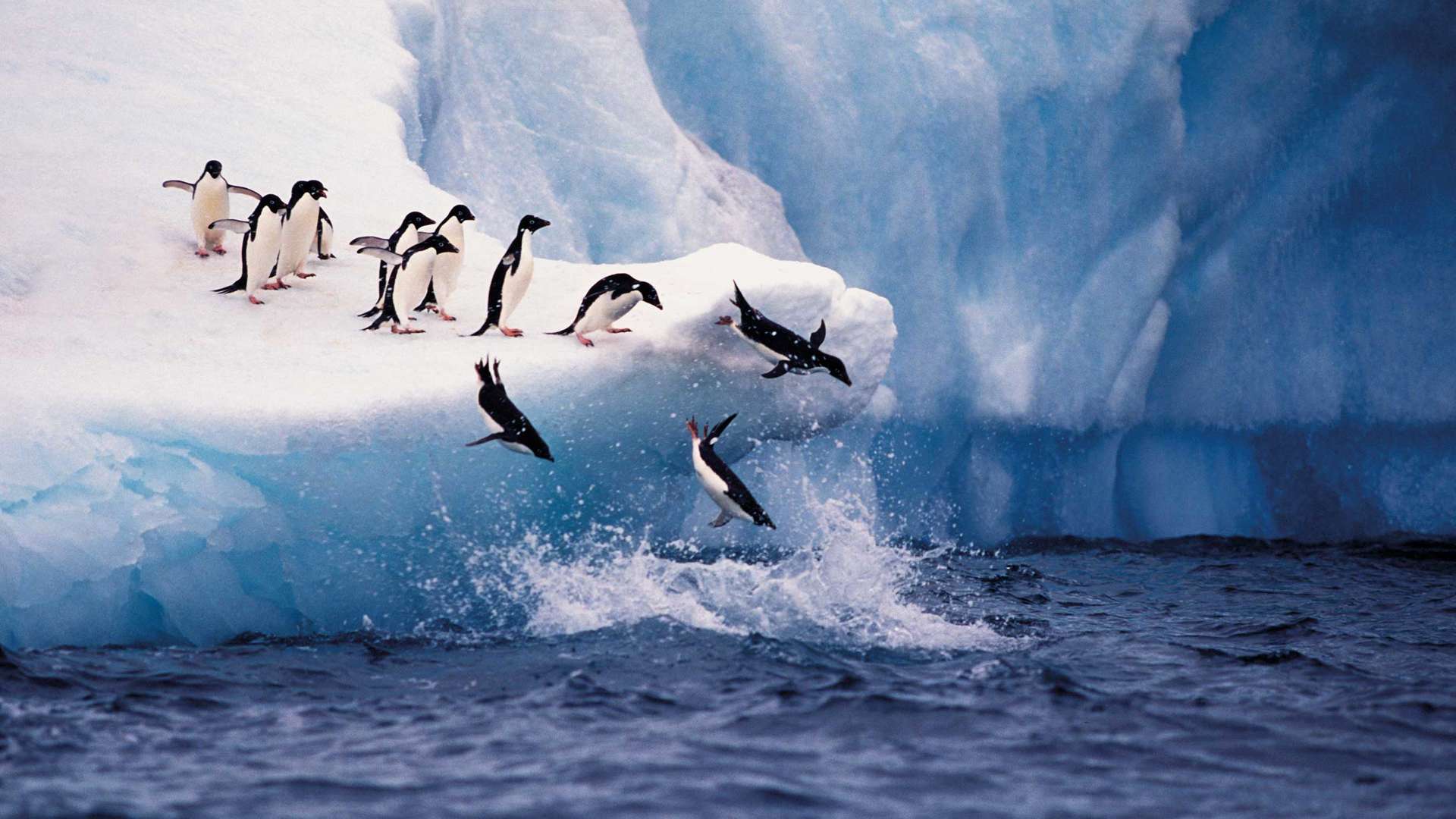 Adelie Penguins, Antarctica