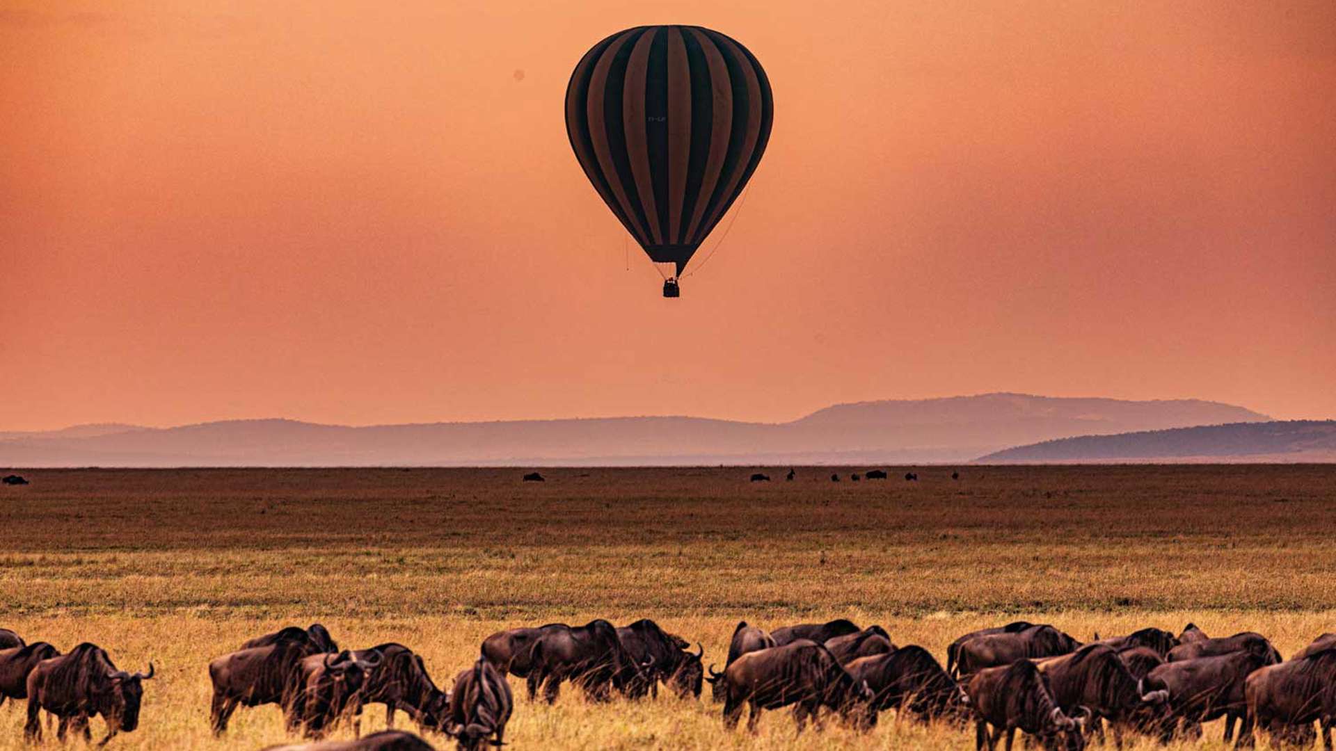 Hot Air Balloon, Sunrise, Wildebeest, Masai Mara, Kenya, Africa