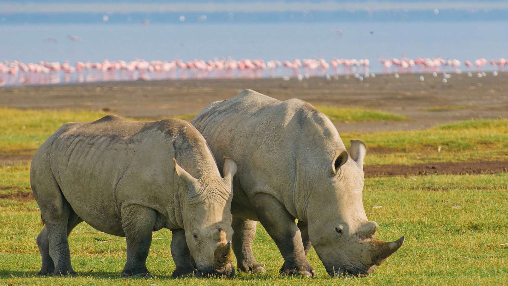 Rhinos, Lake Nakuru National Park, Kenya