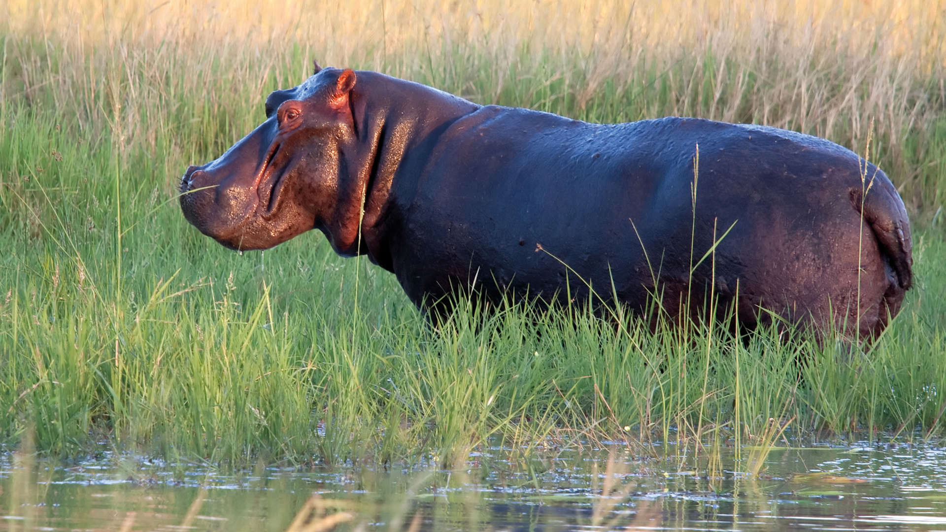 Hippo Okavango Delta Shutterstock 53456383