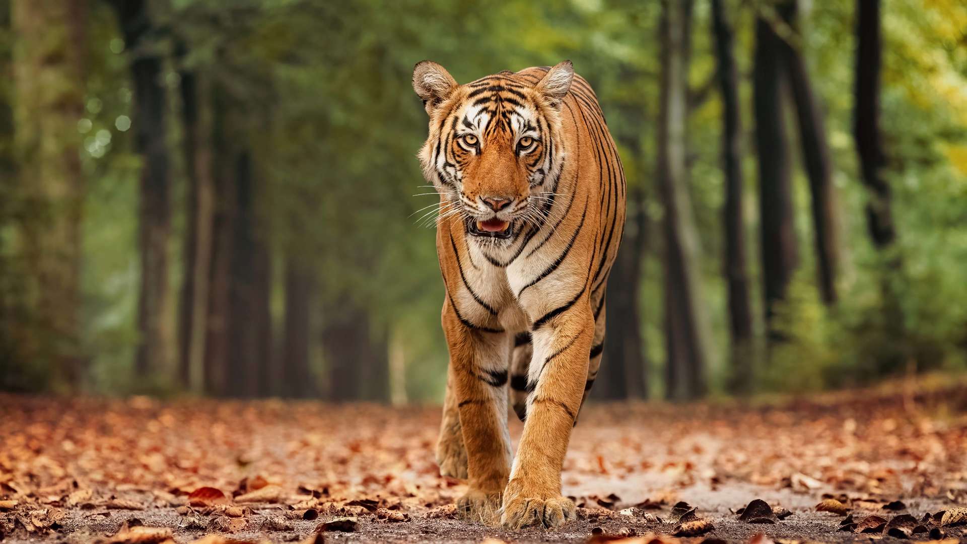 Tiger, Ranthambore National Park, India