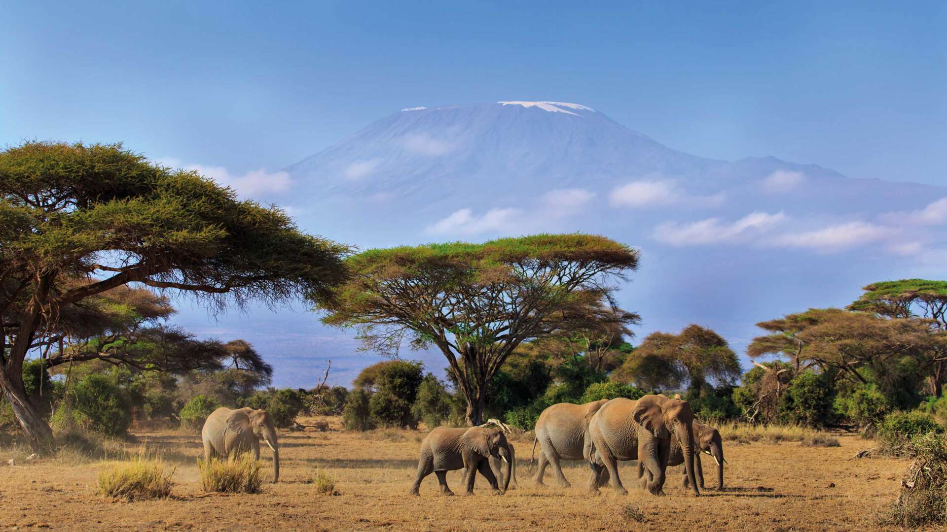 Elephants, Kilimanjaro, Amboseli National Park, Kenya 