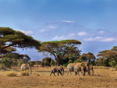 Kenya Safari Highlights: Masai Mara, Amboseli & Elementaita