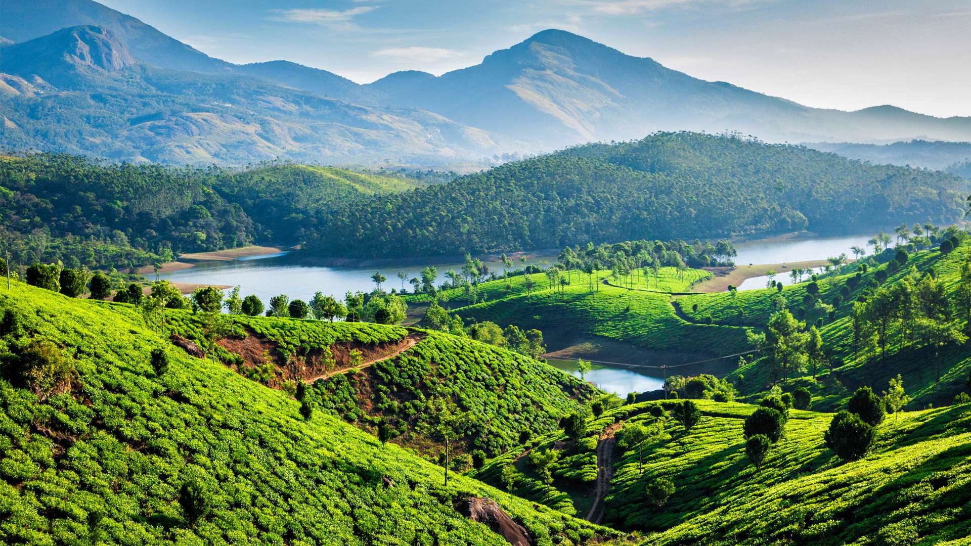 Tea Plantations, Munnar, Kerala, India