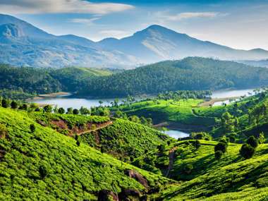 Tea Plantations, Munnar, Kerala, India
