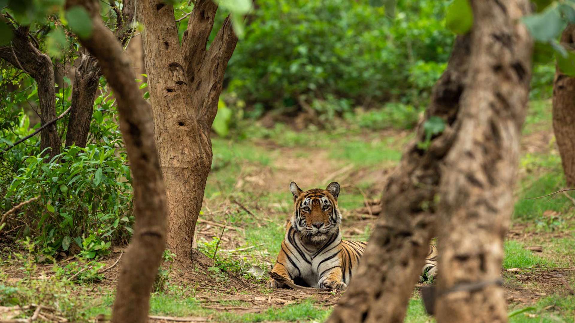 Female Tiger, Sariska National Park, India