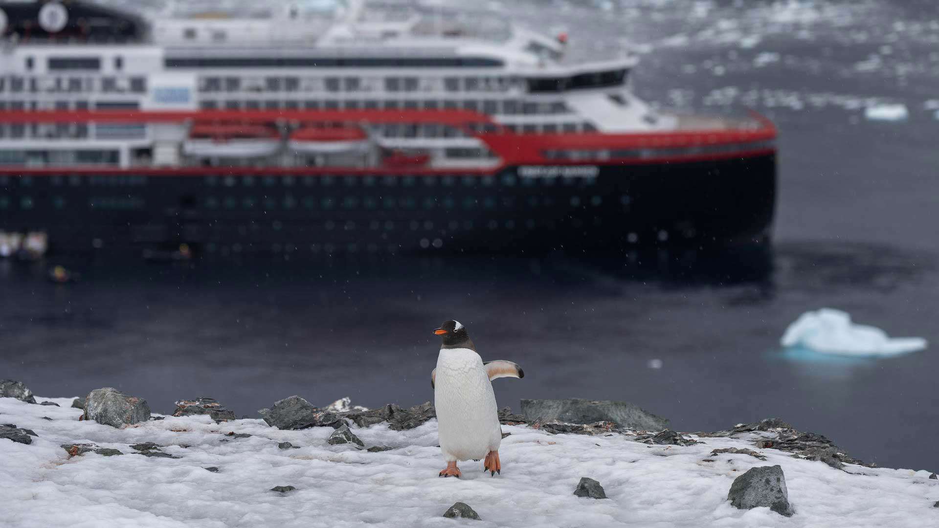 Penguin infront of Boat, Danco Island, HX Hurtigruten