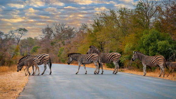 Zebra, Kruger National Park, South Africa