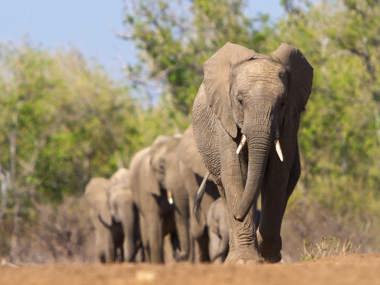 Serengeti & The Great Migration Safari