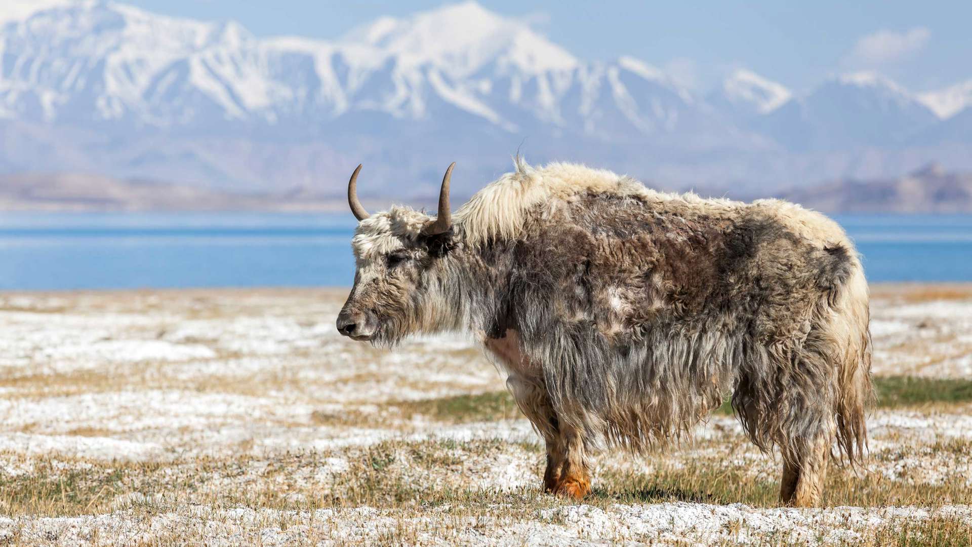 Yak, Tajikistan