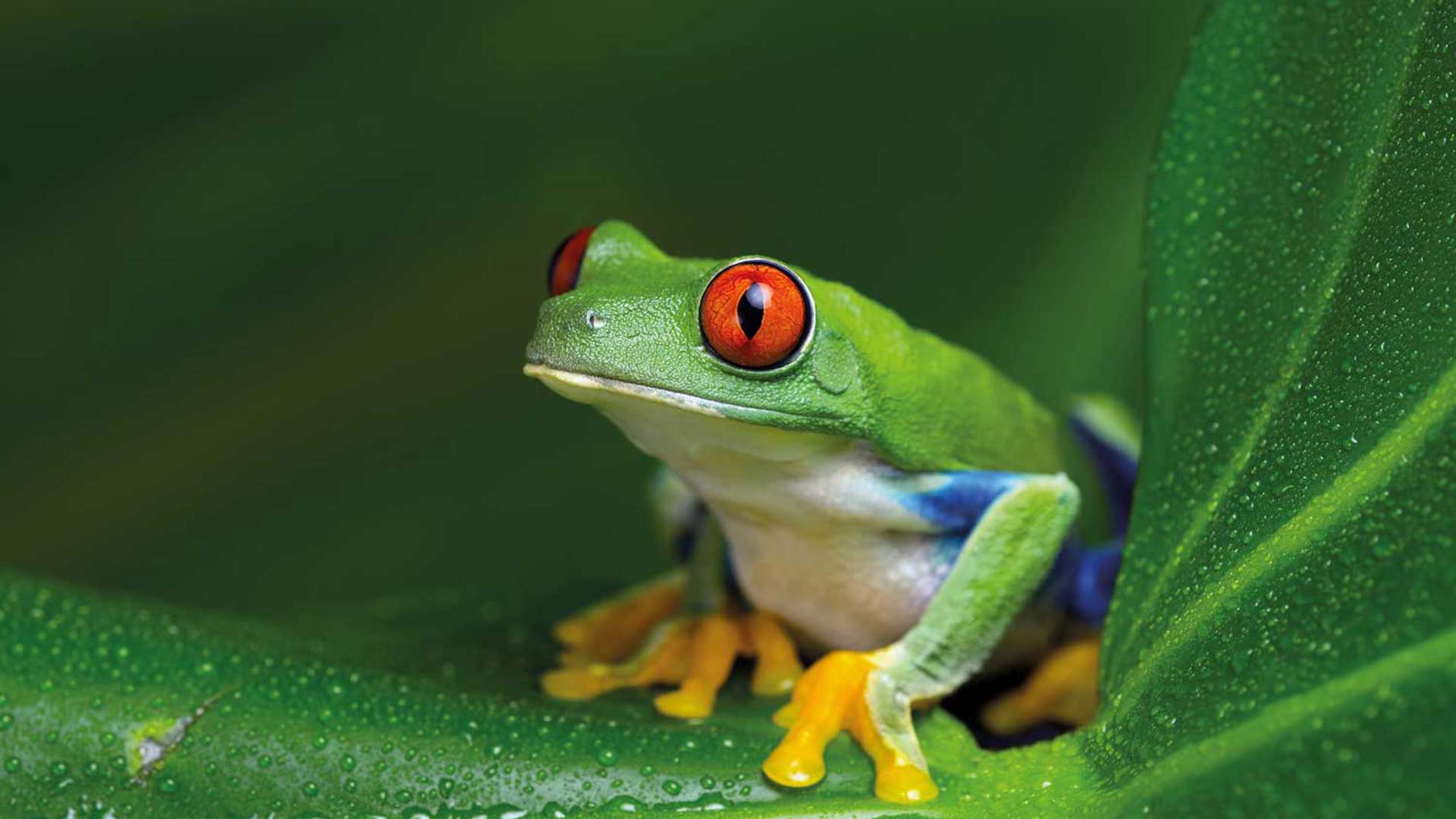 Red eyed Amazon Tree Frog, Costa Rica