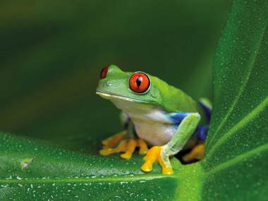 Costa Rica Grand Tour: Nature, Wildlife & National Parks