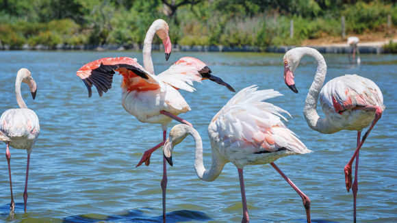 Camargue Nature Reserve