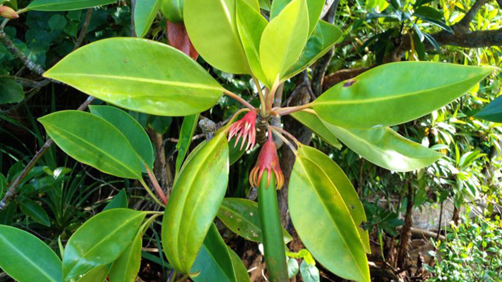 Mangrove Project Vegetation