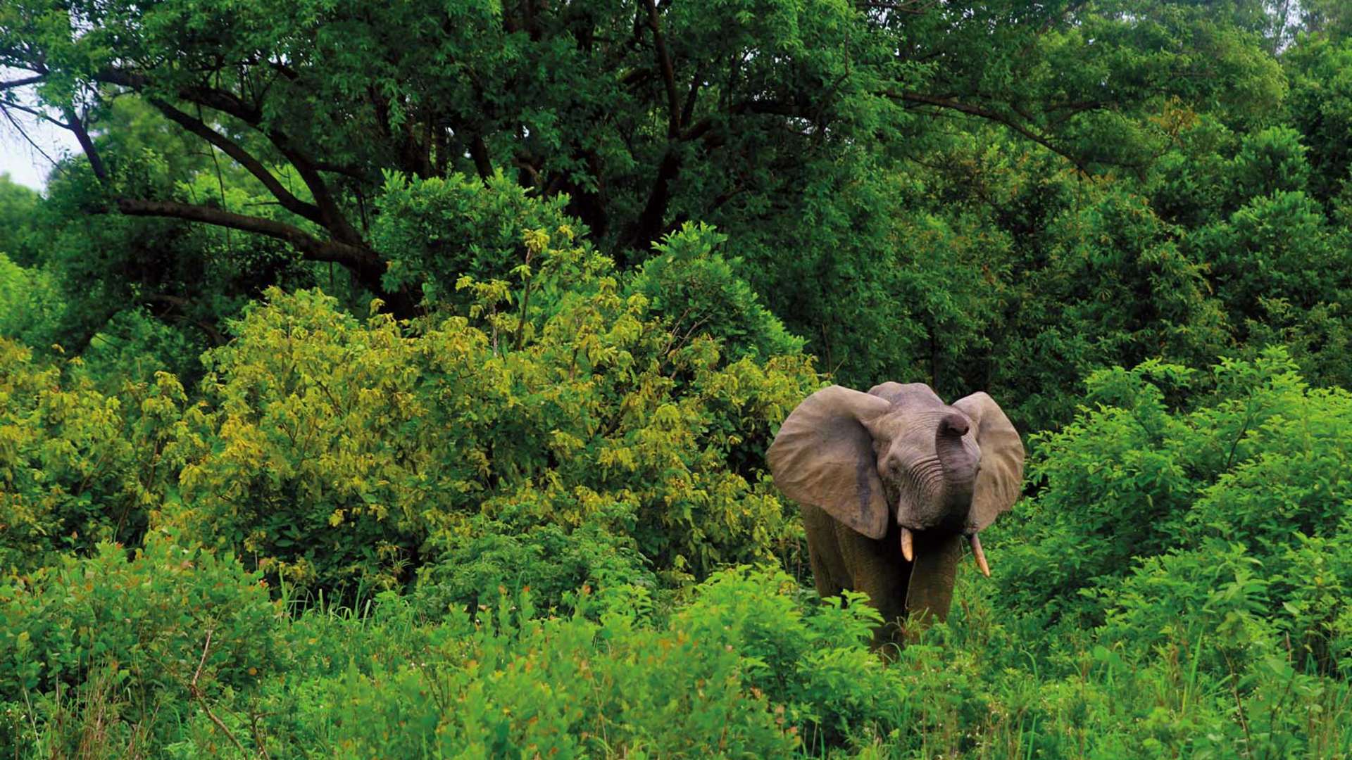 Elephant, Mole National Park, Ghana, Julianna Corbett