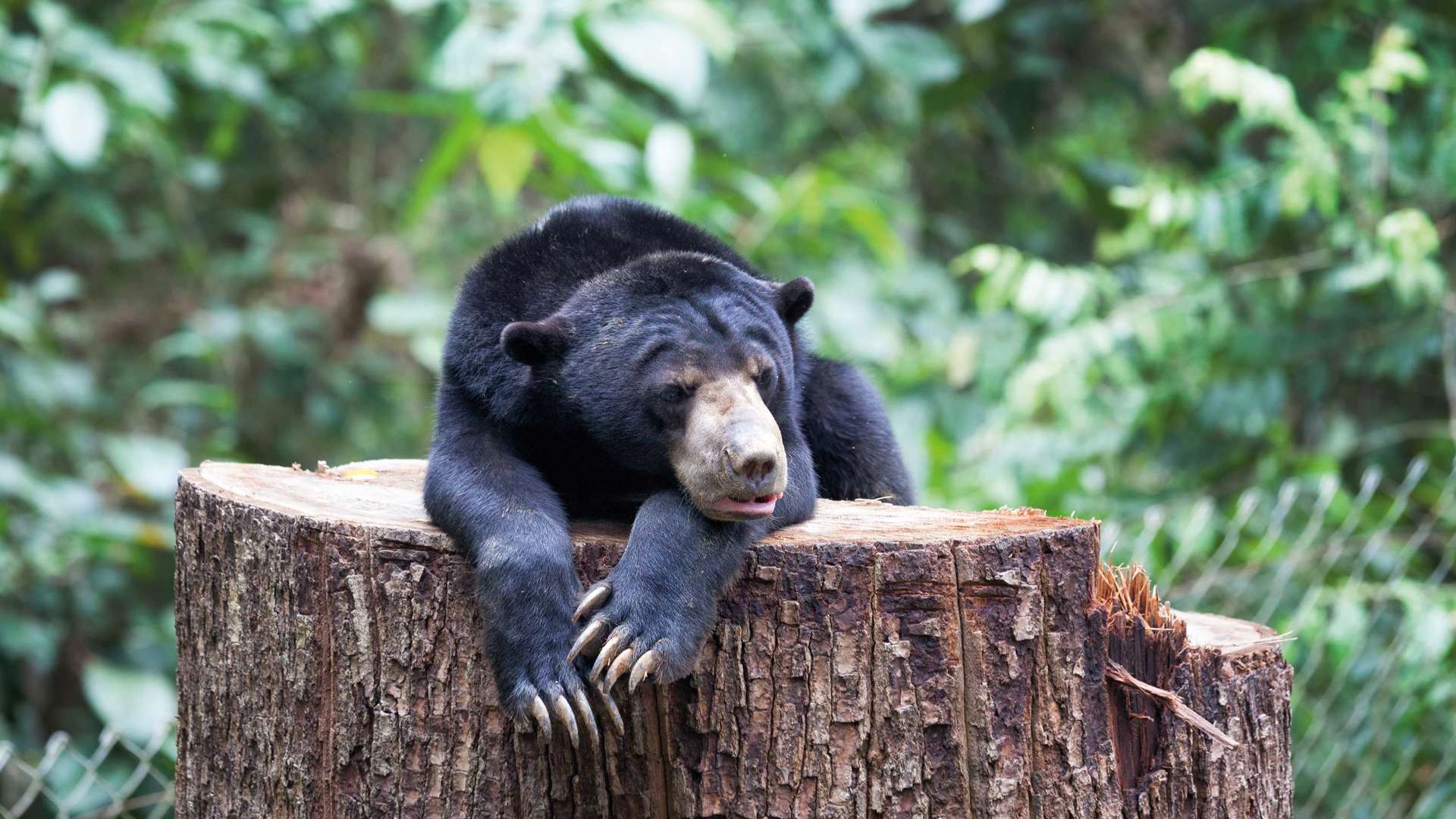 Bornean Sun Bear Resting On A Tree, Sepilok, Borneo, Malaysia
