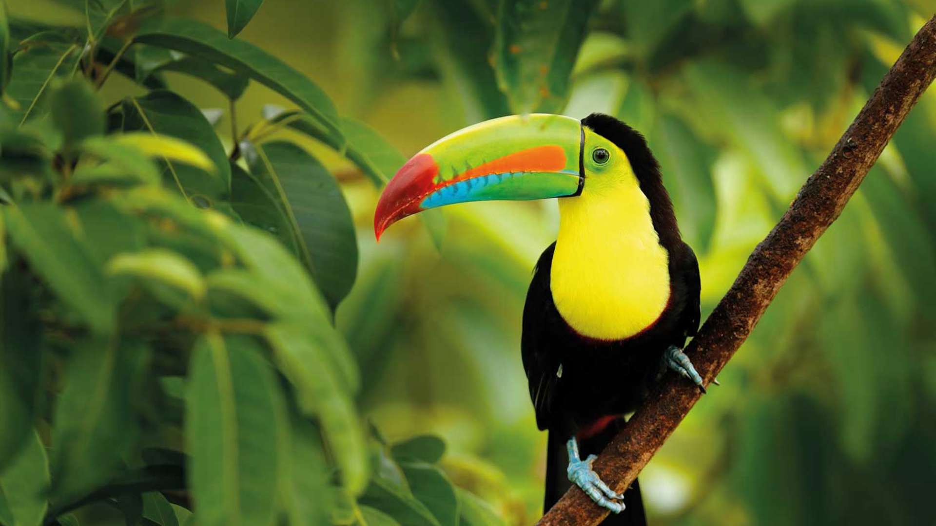 Toucan, Costa Rica