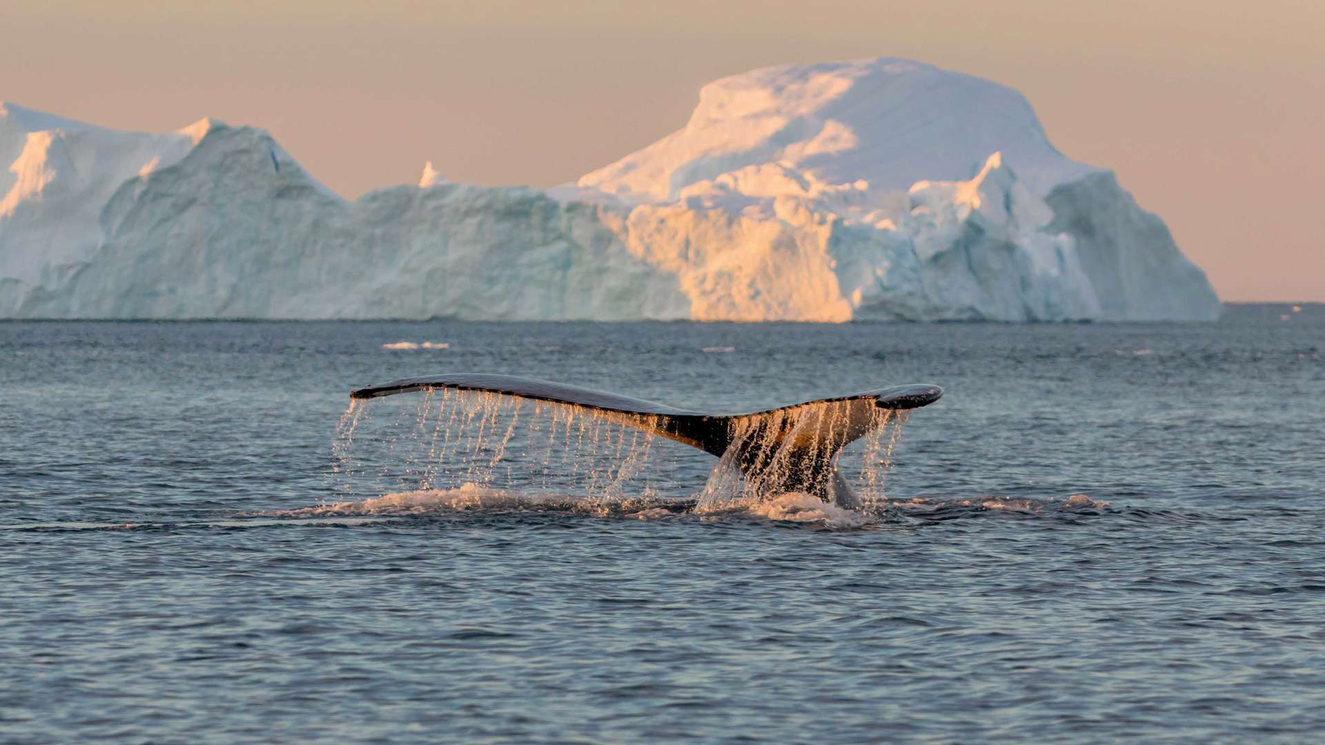 Whale Among Icebergs Near Ilulissat, Greenland