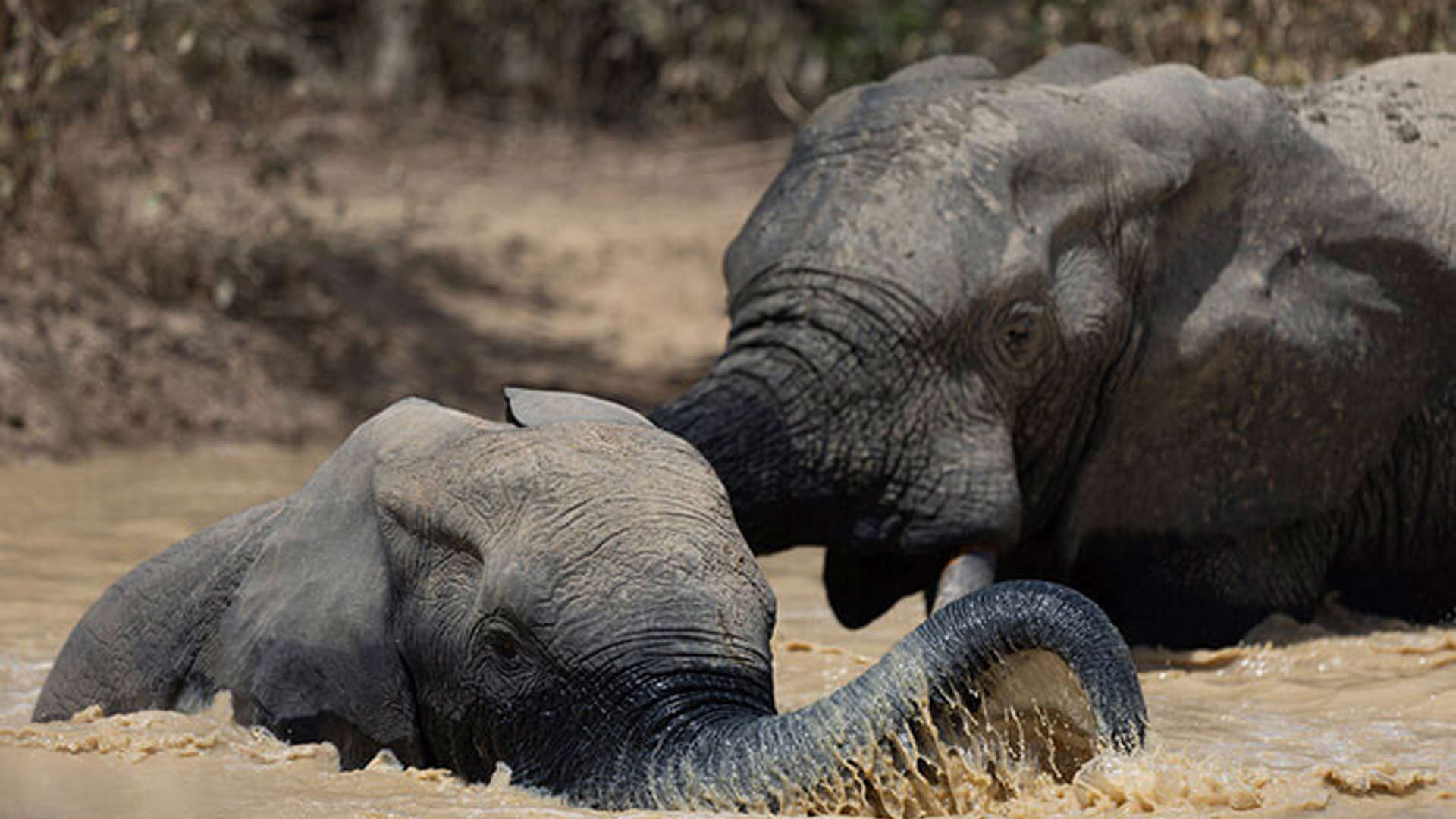 Elephant Game Drive Experience, Ghana, West-Africa