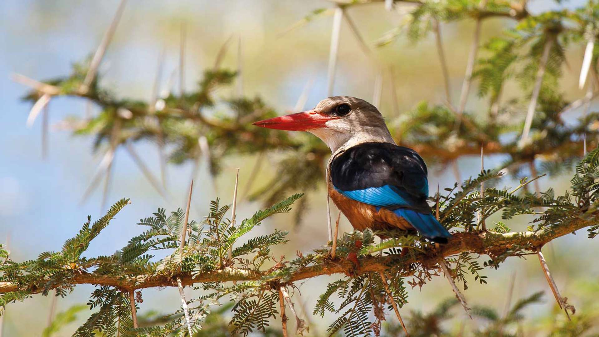grey headed kingfisher, lake manyara national park, tanzania, africa