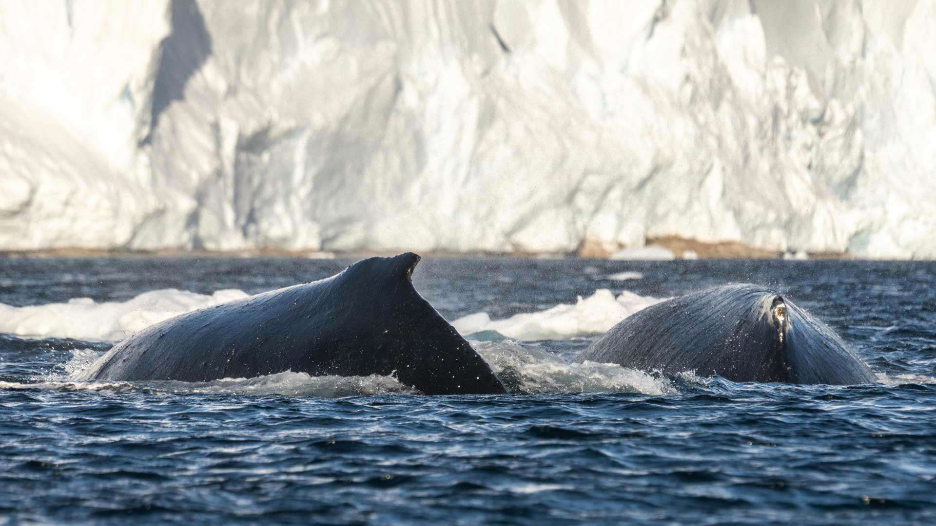 Whales, Ushuaia, Antarctica, HX Hurtigruten