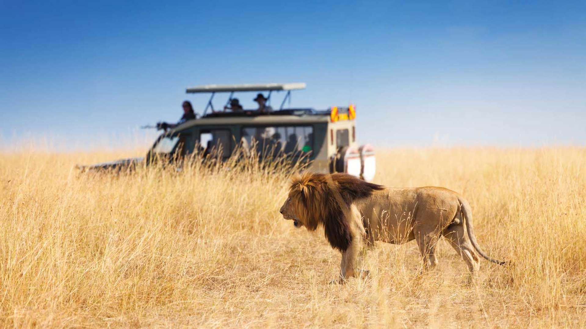 Lion, Safari, Africa, Kenya, Masai mara