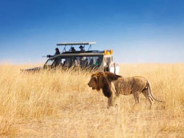 Wild Masai Mara: Kenya’s Premier Safari