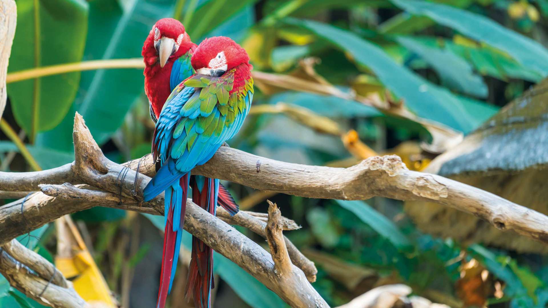 Red Macaw Bird on a Branch, Ecuador