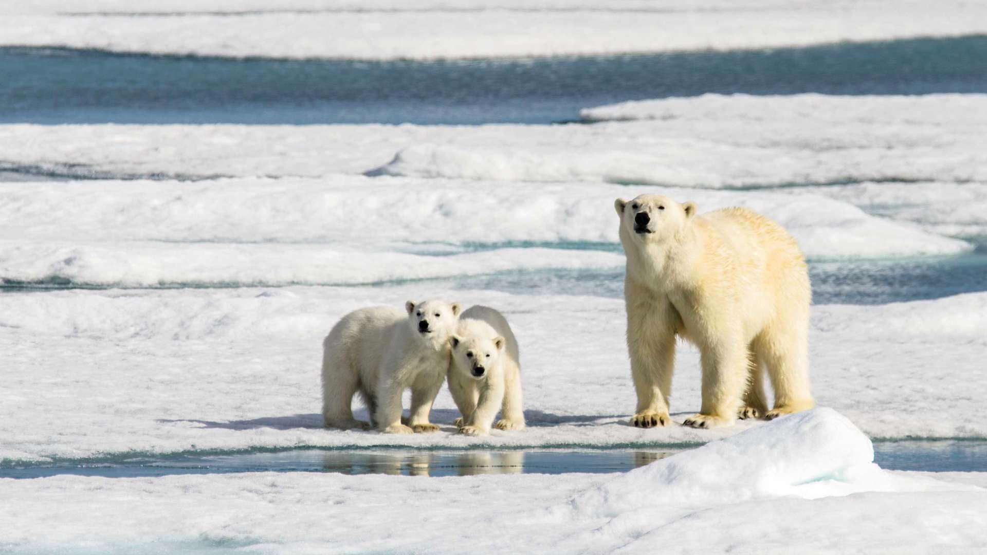 Svalbard, Arctic, Norway