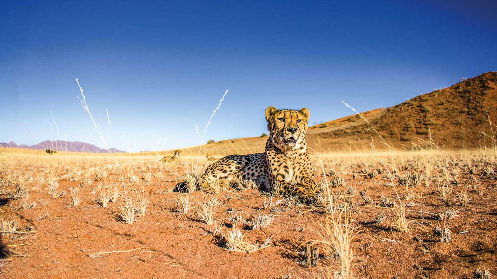 Cheetah, Namiba, Desert, Namibia, Africa