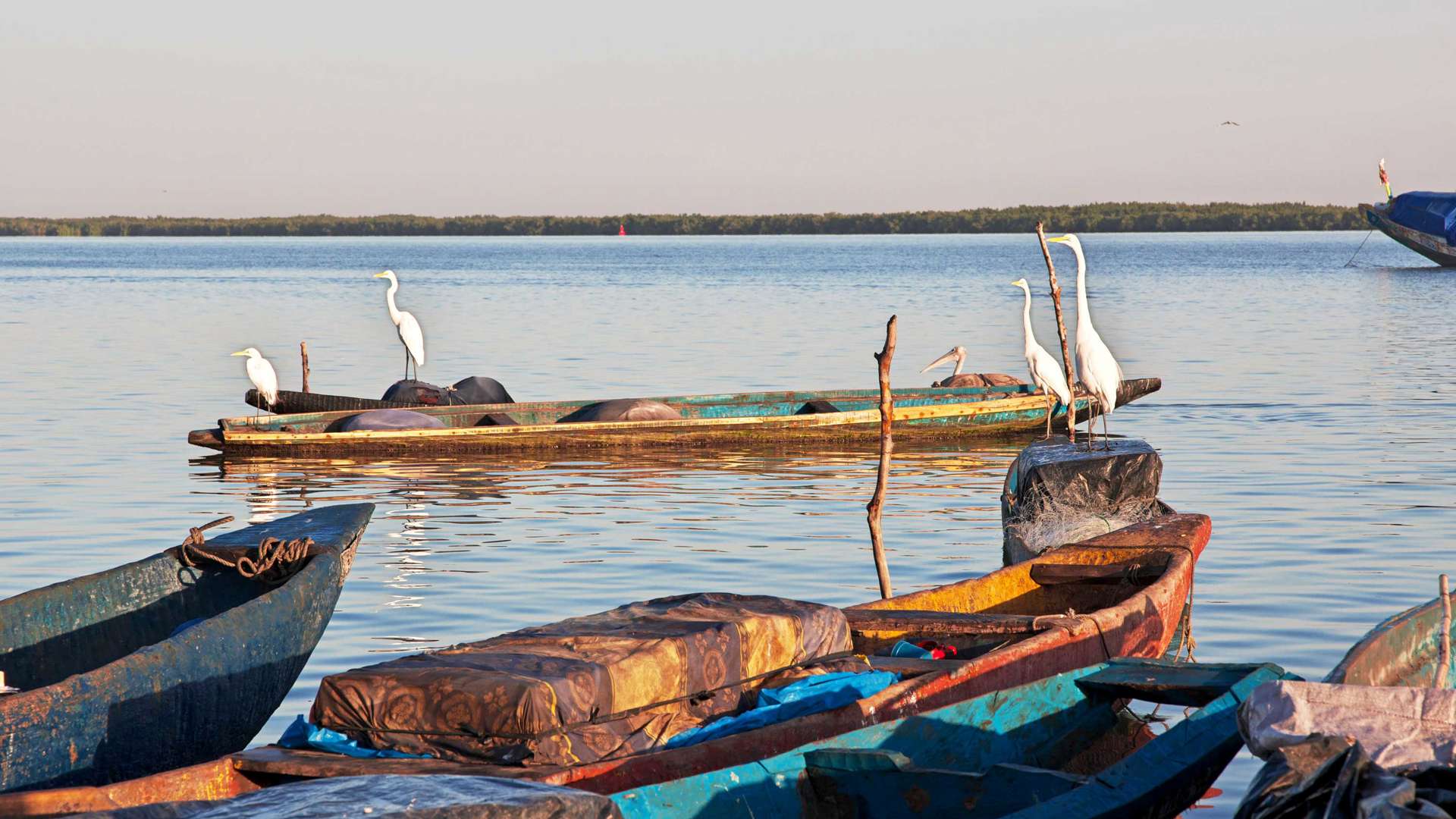 Birds South, Senegal, West Africa