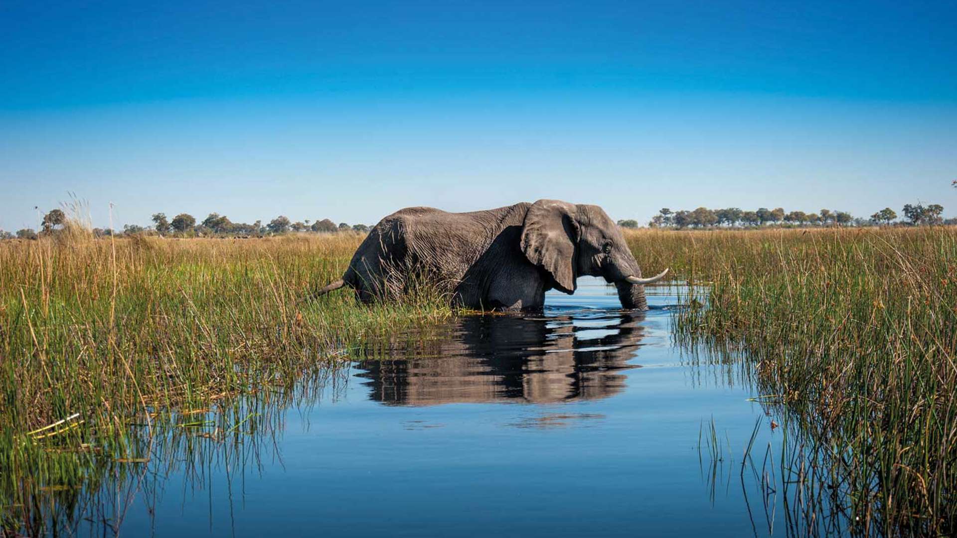 Elephant, Okavango Delta, Botswana, Africa