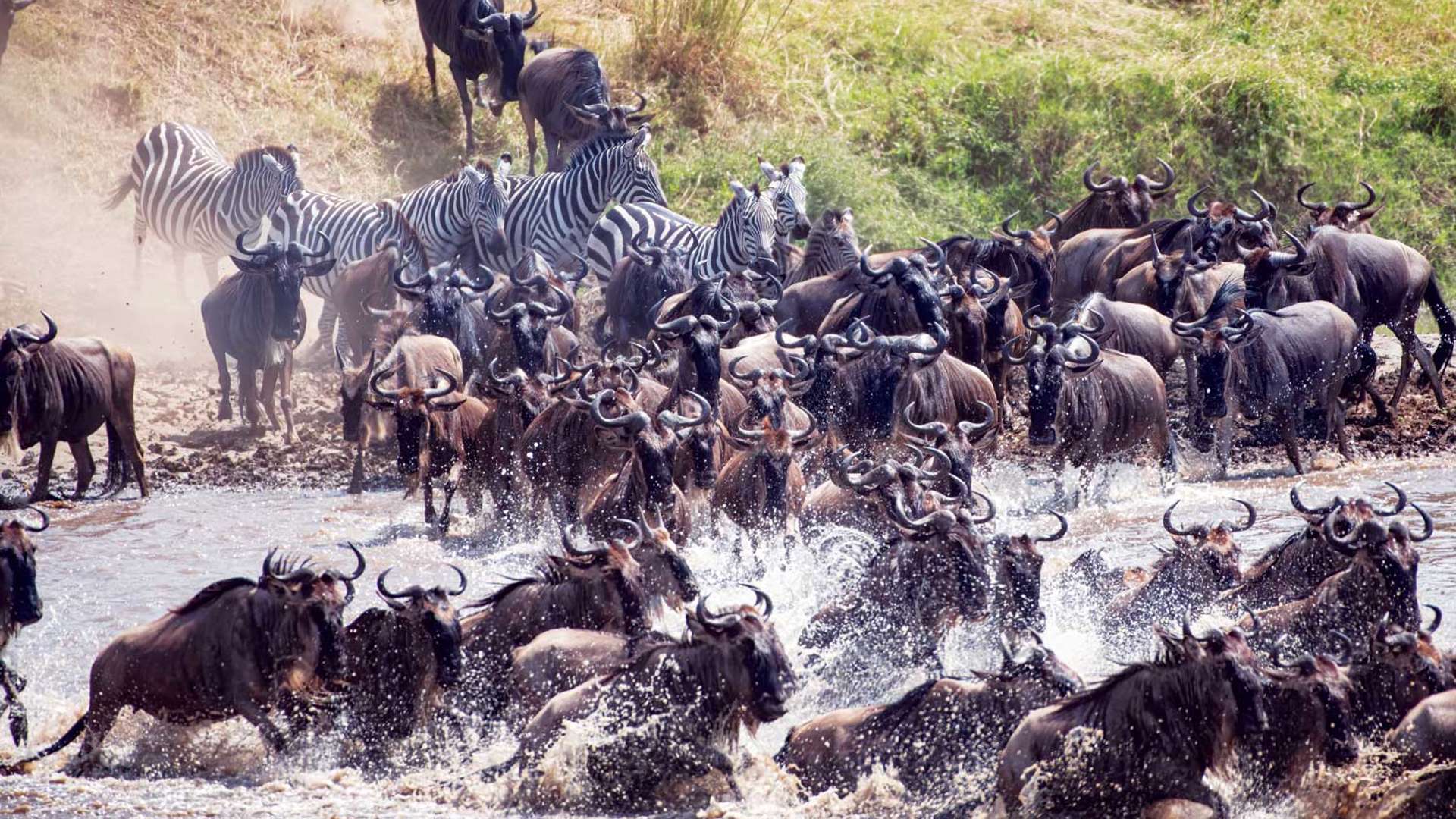 Wildebeast, zebra, migration, safari, tanzania, africa
