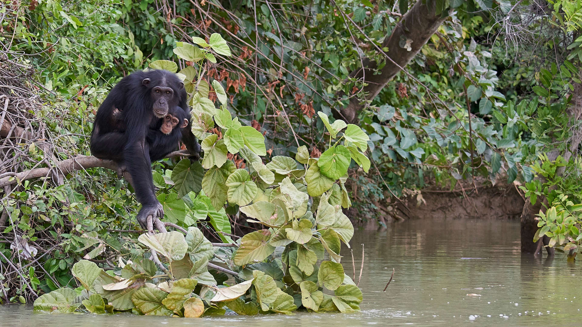 Chimpanzee, Baboon Islands, Gambia