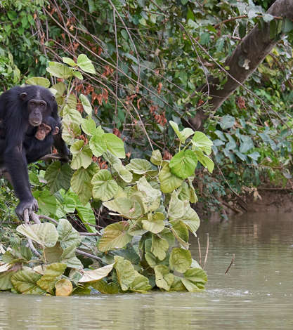Chimpanzee, Baboon Islands, Gambia