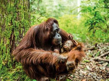 Orangutan In The Jungle Of Borneo
